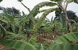 626_De bananenplantage, Agua Blanca